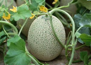 夏秋季吃哈密瓜好吗视频,美味健康两相宜