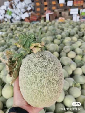 新疆放羊吃蜜瓜视频播放,甜蜜牧歌中的自然画卷