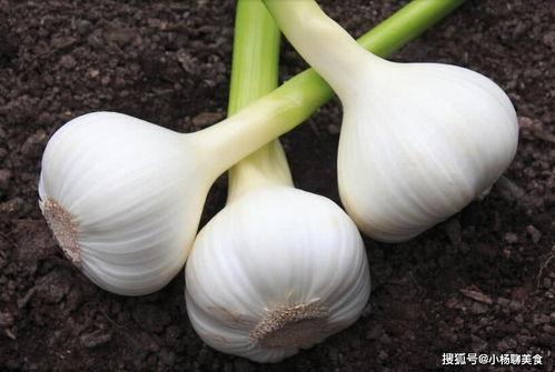 吃茭瓜伤胃吗怎么办呢视频,视频揭秘应对策略