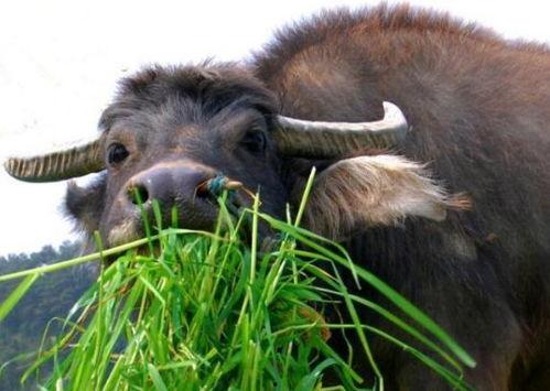 老牛吃瓜最新视频,揭秘最新视频背后的惊人真相