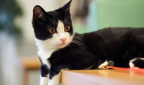 奶牛猫吃瓜的视频播放,萌态十足，网友直呼可爱爆表！