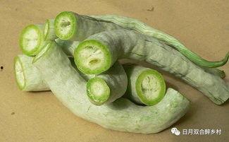 蛇瓜吃货视频下载,吃货视频带你领略独特风味