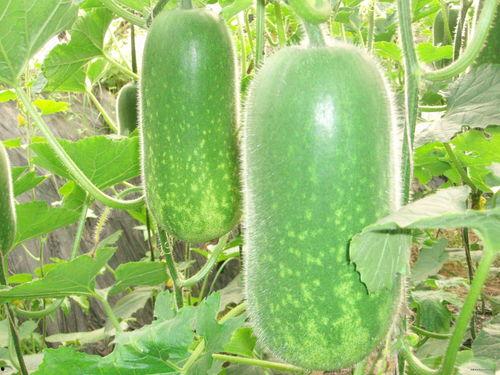 魏湾林庄吃瓜视频大全,揭秘乡村生活趣味瞬间