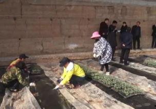 寿县老王吃瓜事件视频,一场引发网友热议的乡村奇闻