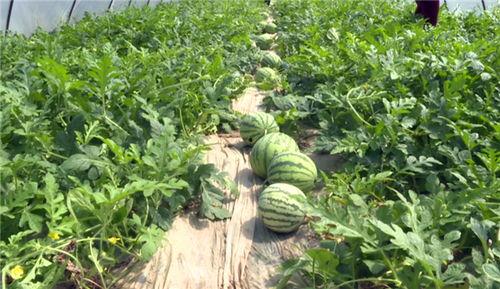 平顶山最新吃瓜事件视频,视频揭秘惊人真相