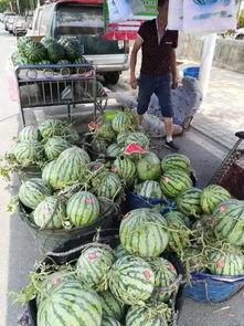 漳州龙海吃瓜事件视频最新,一场引发热议的街头冲突瞬间