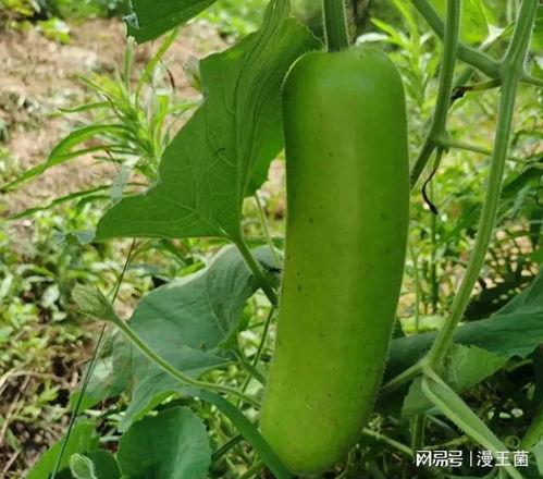 主播吃瓠子瓜视频,趣味横生引网友热议