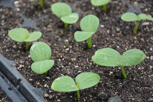 瓜发芽了可以吃吗视频,揭秘能否食用的真相